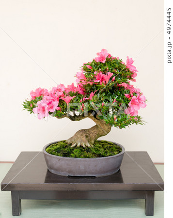 皐月の盆栽 皐月の盆栽 4974445