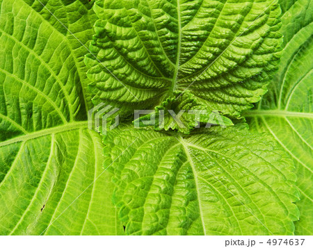 エゴマの葉 4974637