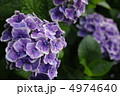 アジサイ 4974640