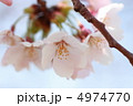 桜 4974770
