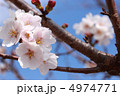 桜 4974771