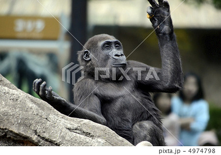 ゴリラ 4974798