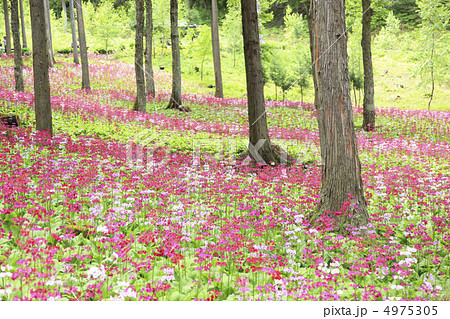 新緑の中のクリンソウ 4975305