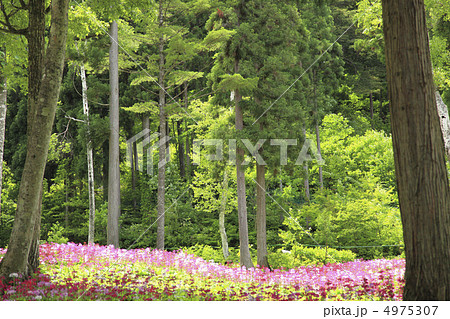 新緑の中のクリンソウ 4975307