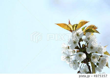さくらんぼの花　アップ花右 4975357