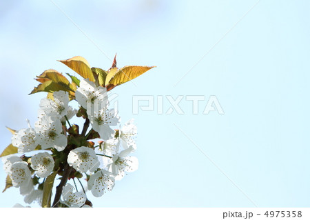 さくらんぼの花　アップ花左 4975358