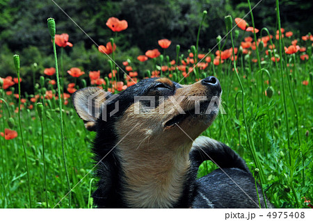 チワピン 4975408