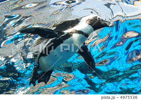 ペンギン　泳ぐ　水中　水模様 4975536