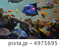 熱帯魚 4975695
