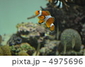 カクレクマノミ 4975696