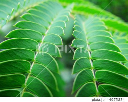 新緑イメージ 4975824