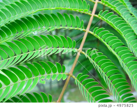 新緑イメージ 4975825