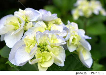 ヤマアジサイ（ジュウニヒトエ：十二単） 4975890