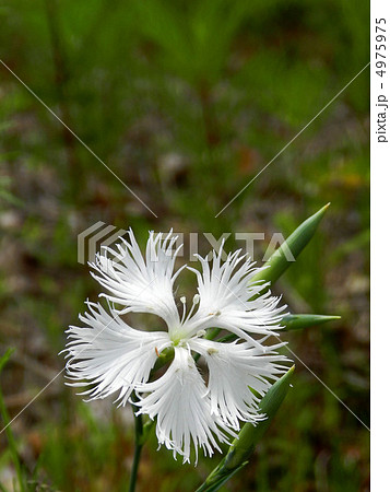 カワラナデシコ（河原撫子） 4975975