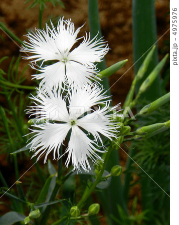 カワラナデシコ（河原撫子） 4975976