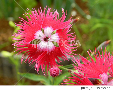 カワラナデシコ（河原撫子） 4975977