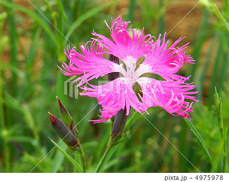 カワラナデシコ（河原撫子） 4975978