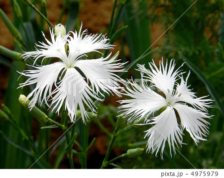 カワラナデシコ（河原撫子） 4975979