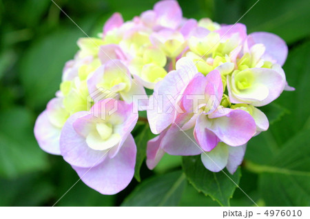 ヤマアジサイ（ジュウニヒトエ：十二単） 4976010