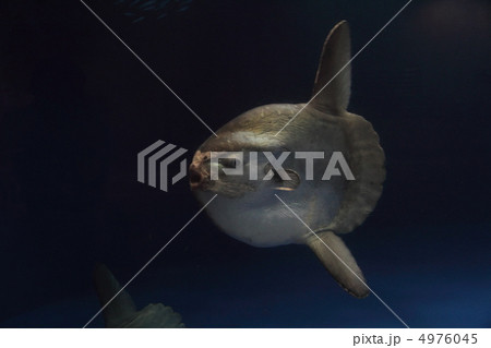 マンボウ 4976045