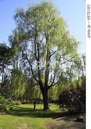 シダレヤナギ 4976165