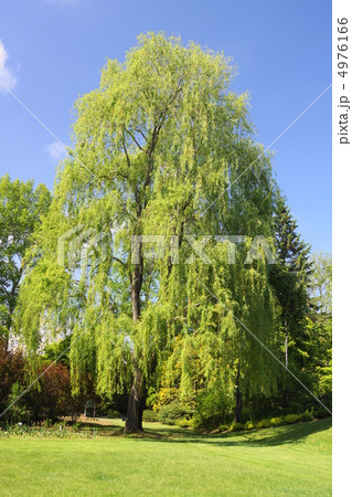 シダレヤナギ 4976166