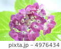 アジサイ 4976434