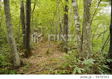 森の小道 森の小道 4976563