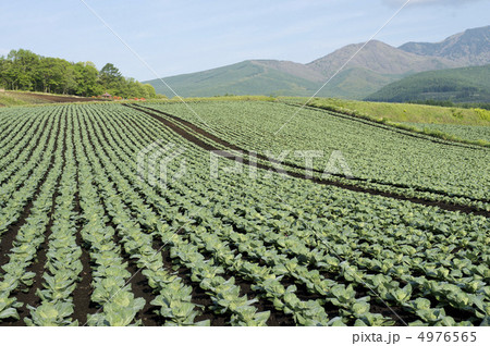 キャベツ畑 4976565