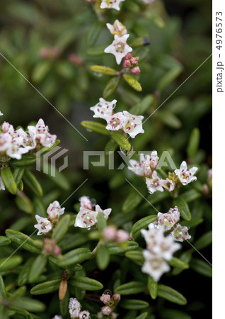 ミネズオウ 4976573