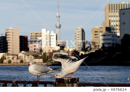 スカイツリーであらら 4976624