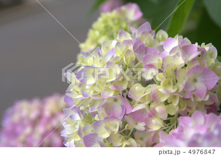 紫陽花 紫陽花 4976847