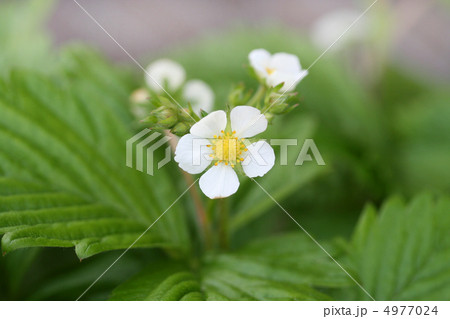 ワイルドストロベリーの花 4977024