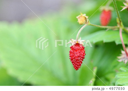 ワイルドストロベリー 4977030