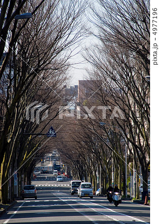 ケヤキ並木 ケヤキ並木 4977196