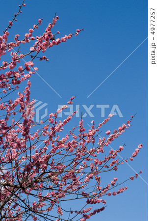 紅梅 紅梅 4977257