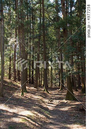 杉林 杉林 4977258