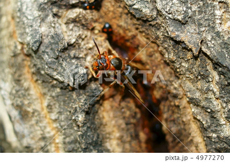 チャイロスズメバチの女王 4977270