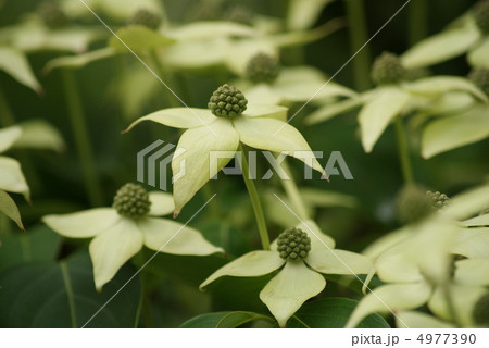 シナヤマボウシ シナヤマボウシ 4977390