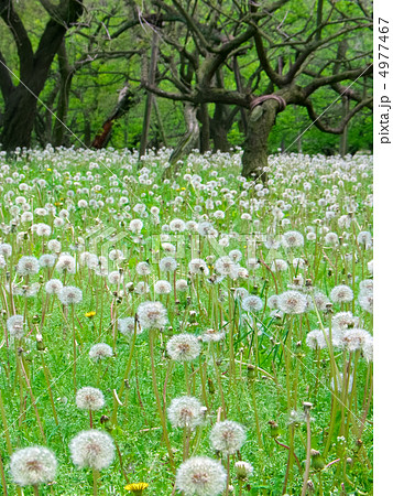 たんぽぽの楽園 (縦カット) たんぽぽの楽園 (縦カット) 4977467