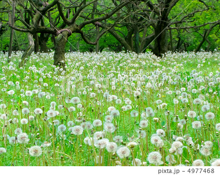 たんぽぽの楽園 (横カット) 4977468