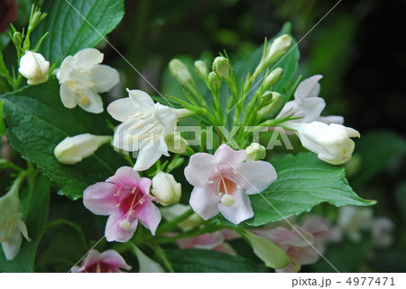 ハコネウツギの花 ハコネウツギの花 4977471