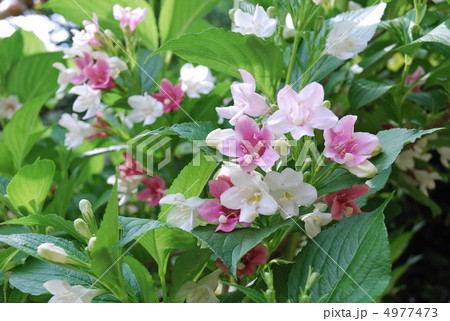 ハコネウツギの花 4977473