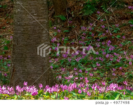 カタクリの群生 (左に木) 4977498