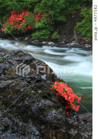 板取川のイワツツジ 4977582