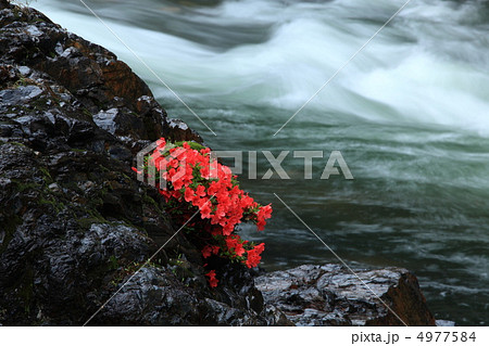 板取川のイワツツジ 4977584