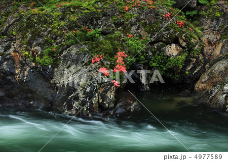 板取川のイワツツジ 板取川のイワツツジ 4977589