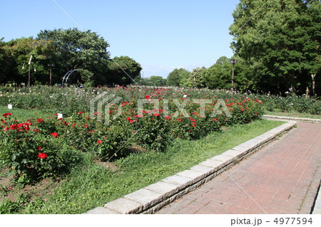 庄内緑地公園　バラ園 4977594