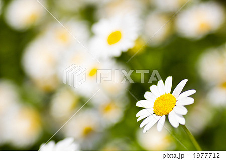 ヒナギクのお花畑 ヒナギクのお花畑 4977712