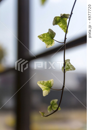 ヘデラ ヘデラ 4977720